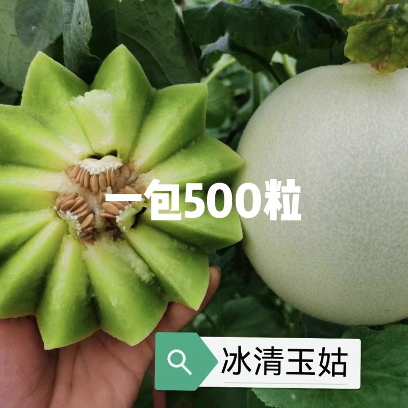 冰清玉茹（正圆型）早熟成熟果肉淡绿色肉厚腔小单瓜3.5公