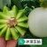 冰清玉茹(正圆型)早熟成熟果肉淡绿色肉厚腔小单瓜3.5公