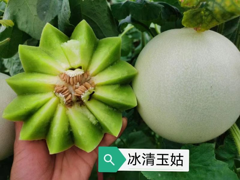 冰清玉茹（正圆型）早熟成熟果肉淡绿色肉厚腔小单瓜3.5公