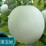 冰清玉茹(正圆型)早熟成熟果肉淡绿色肉厚腔小单瓜3.5公