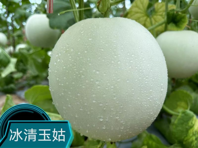 冰清玉茹（正圆型）早熟成熟果肉淡绿色肉厚腔小单瓜3.5公