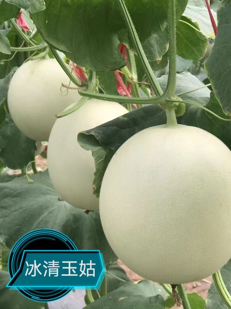 冰清玉茹（正圆型）早熟成熟果肉淡绿色肉厚腔小单瓜3.5公