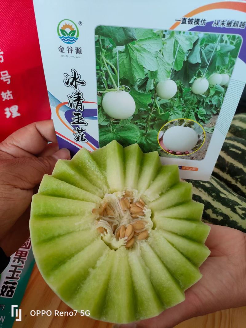 冰清玉茹（正圆型）早熟成熟果肉淡绿色肉厚腔小单瓜3.5公