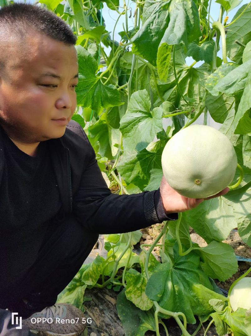 冰清玉茹（正圆型）早熟成熟果肉淡绿色肉厚腔小单瓜3.5公