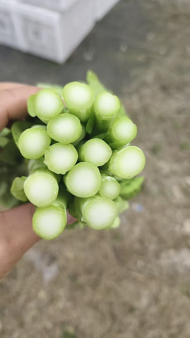 山东万亩叶菜产地季节性供应市场、电商快菜苔小白苔