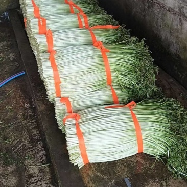水芹便宜卖啦