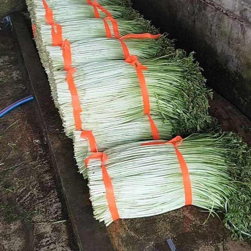 水芹便宜卖啦