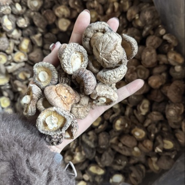 包邮精选冬菇3～4cm烘干香菇2026新货