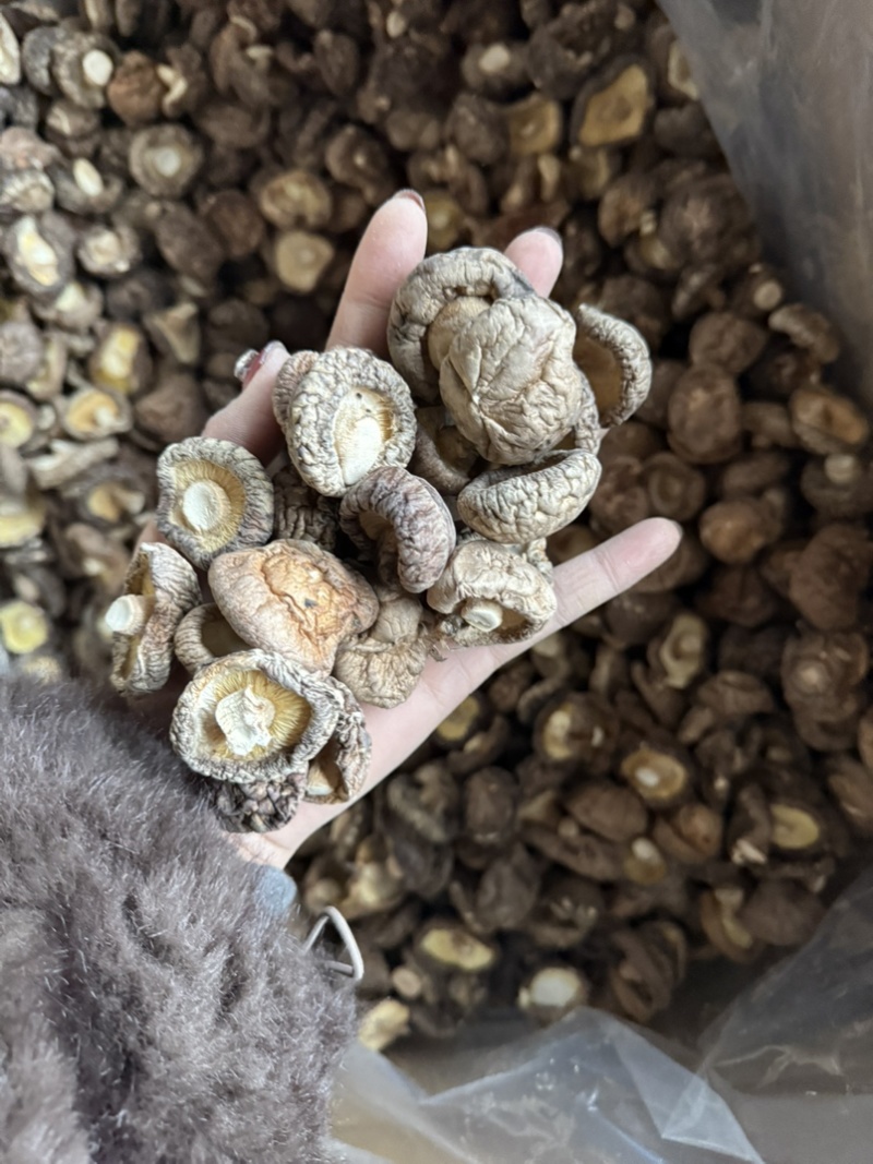 包邮精选冬菇3～4cm烘干香菇2026新货
