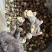 包邮精选冬菇3～4cm烘干香菇2026新货