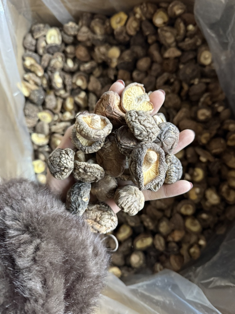 包邮精选冬菇3～4cm烘干香菇2026新货