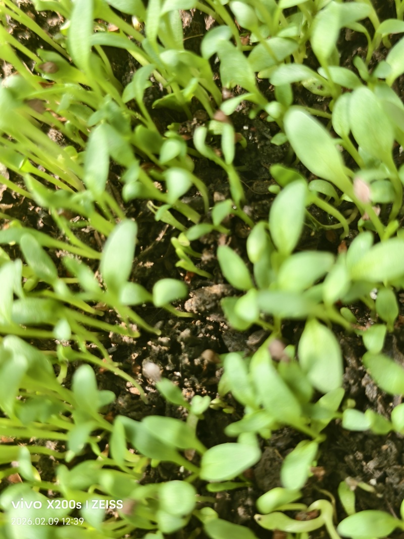 食叶草种苗