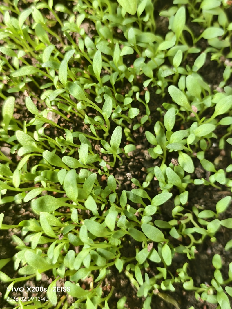 食叶草种苗