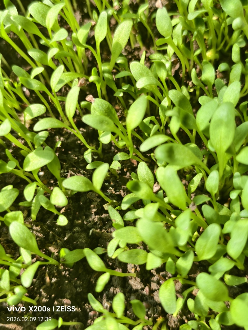 食叶草种苗