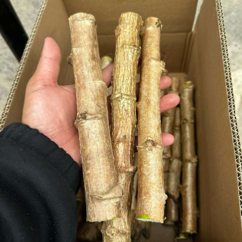 华南9号黄肉木薯种苗