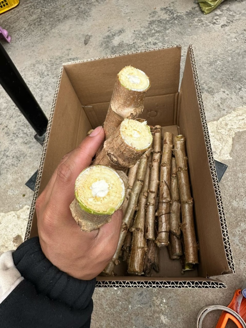 华南9号黄肉木薯种苗