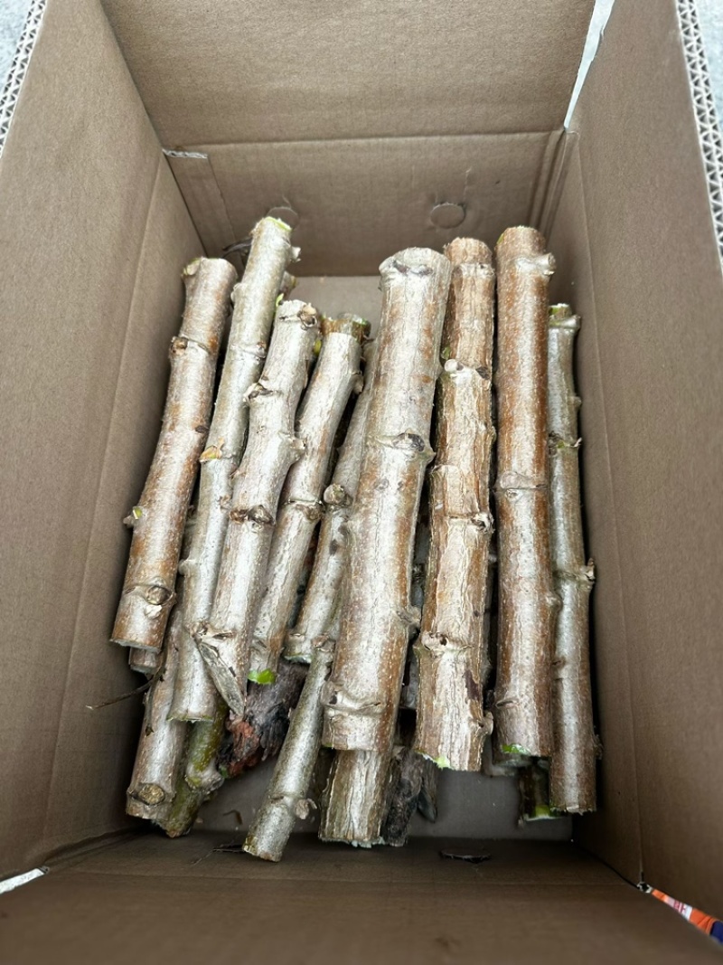 华南9号黄肉木薯种苗