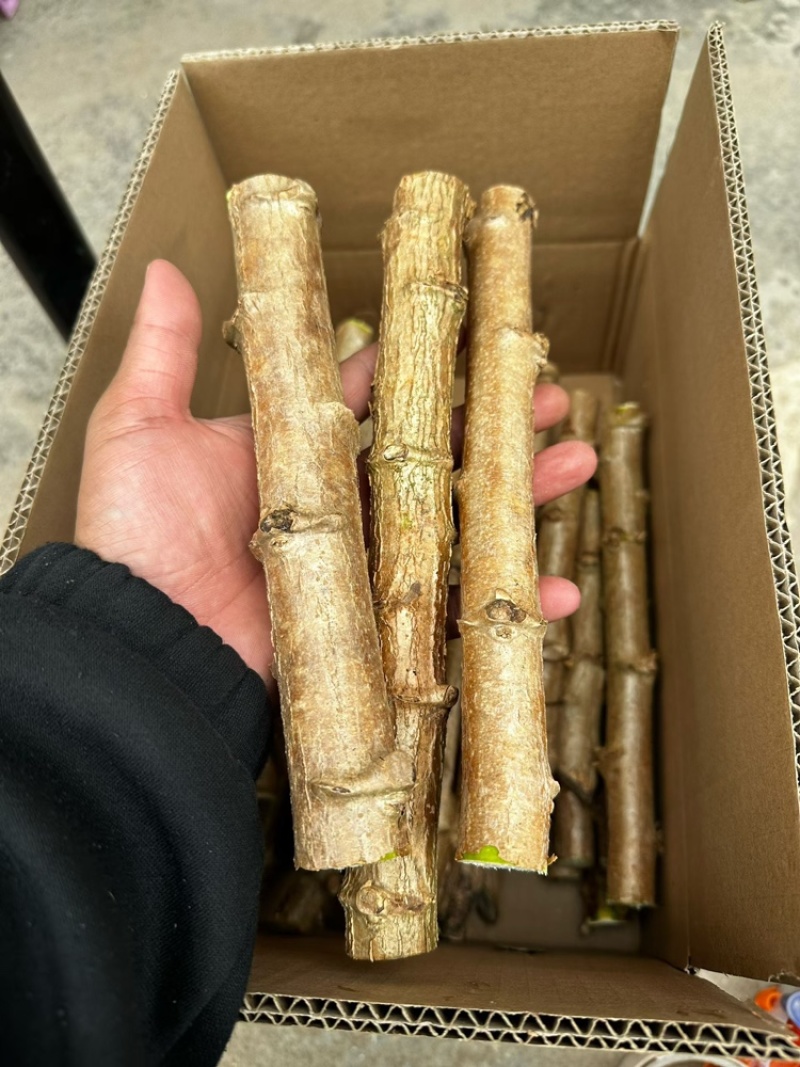 华南9号黄肉木薯种苗