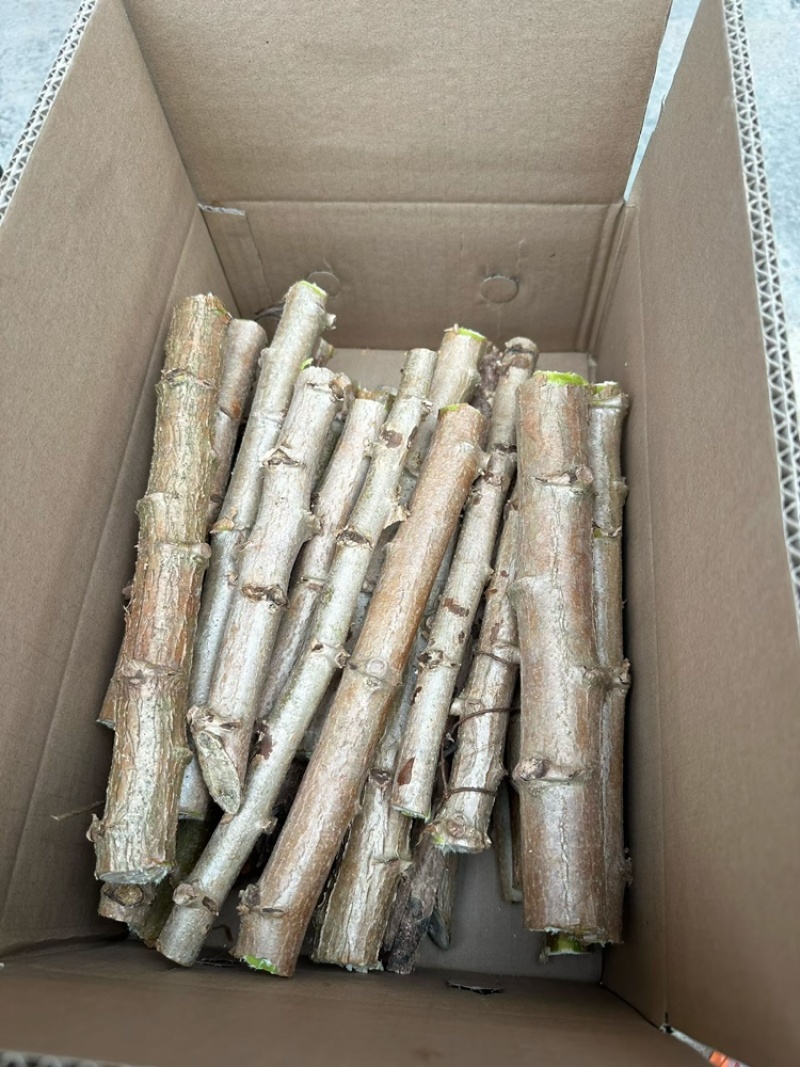 华南9号黄肉木薯种苗