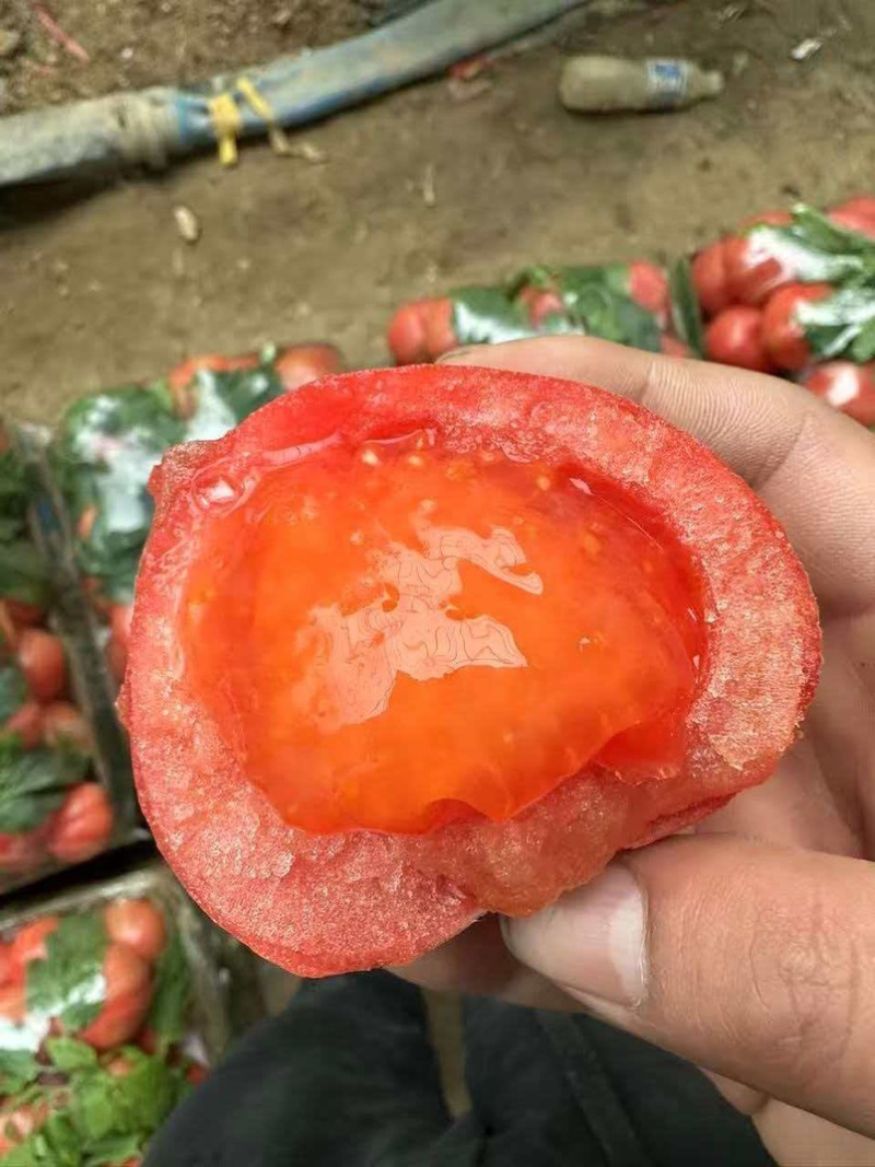 普罗旺斯西红柿，大量现货速发，保质保量，欢迎老板选购