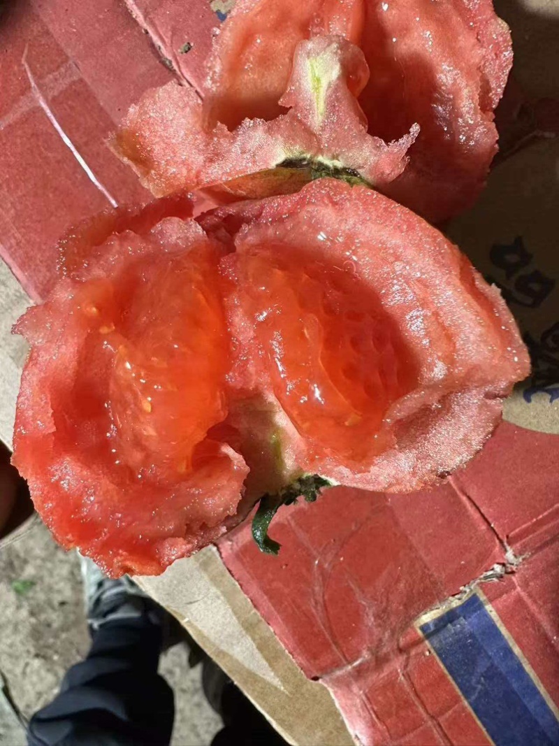 普罗旺斯西红柿，大量现货速发，保质保量，欢迎老板选购