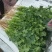 云南精品铁杆青中叶香菜