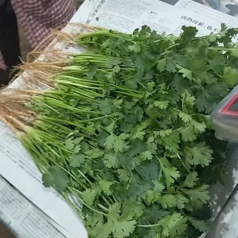 云南精品铁杆青中叶香菜