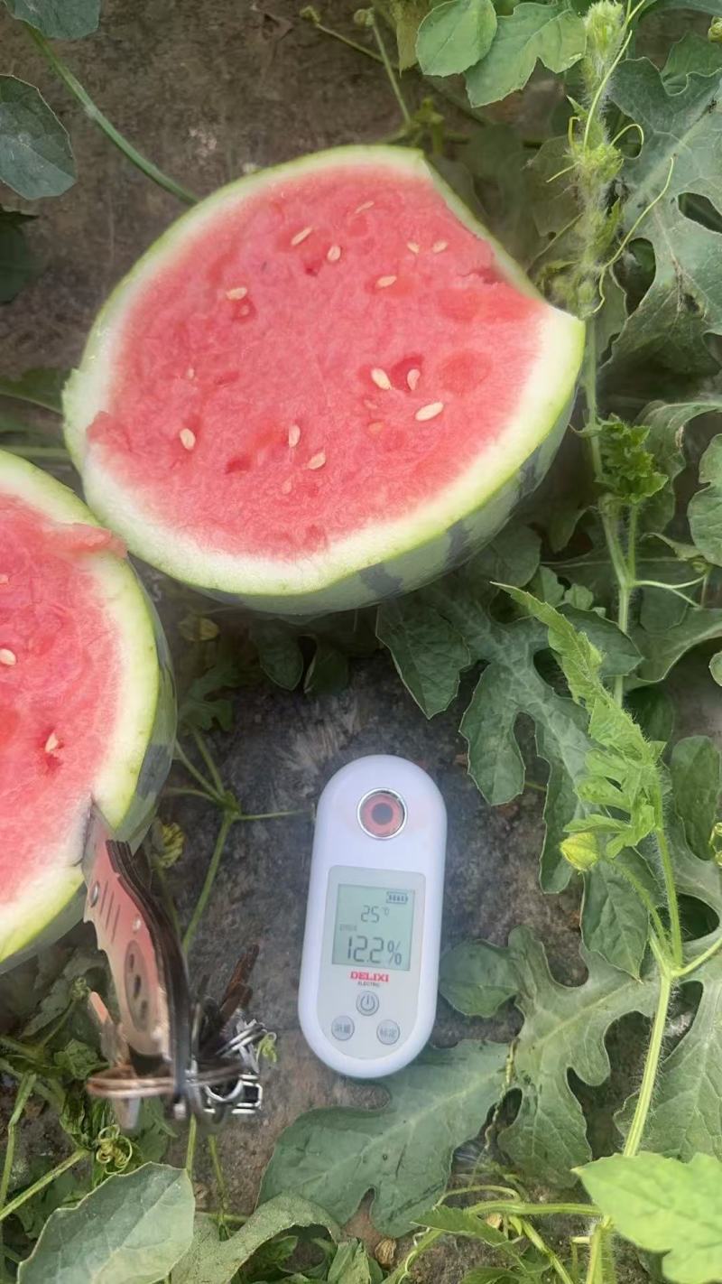 美都西瓜，无籽美都，皮薄肉甜，一手货源，代发全国，