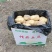 新鲜荷兰土豆