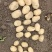 新鲜荷兰土豆