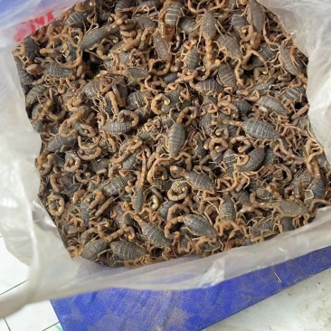 沂蒙山全蝎