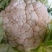 菜花花菜实花有机花菜散花菜城固产地大量供应。
