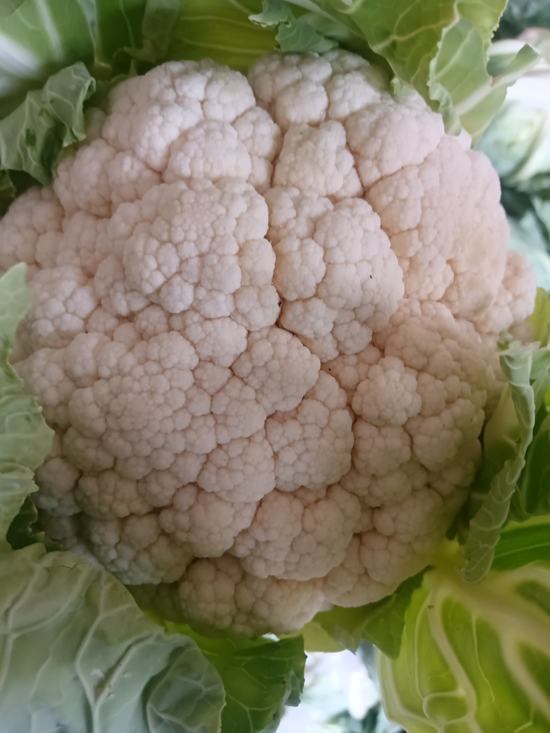 菜花花菜实花有机花菜散花菜城固产地大量供应。