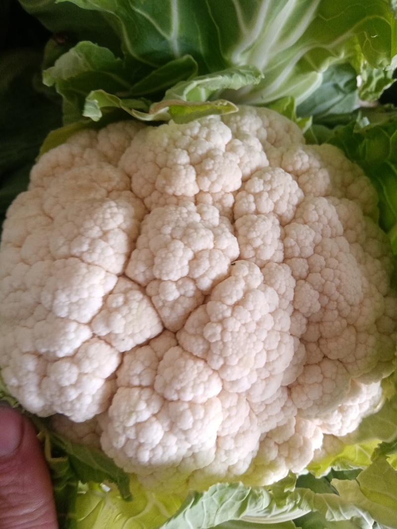菜花花菜实花有机花菜散花菜城固产地大量供应。