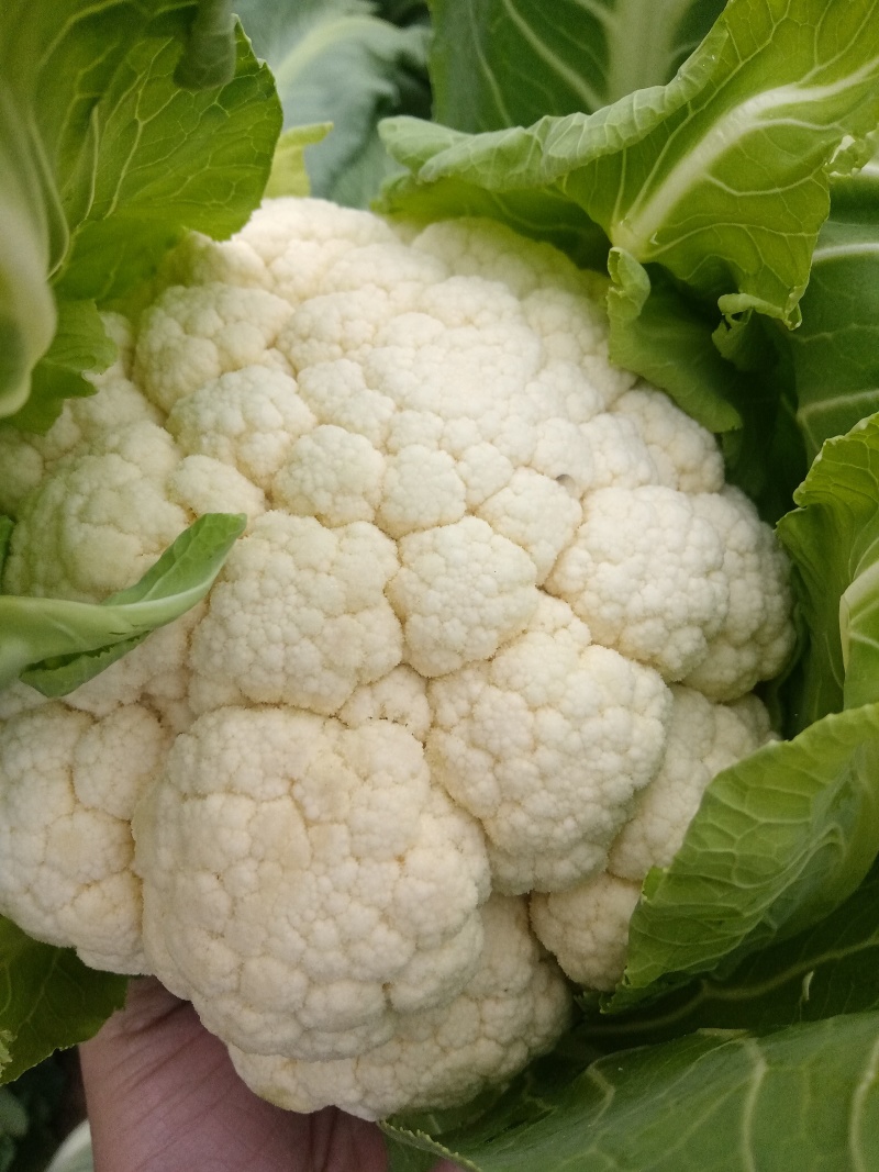 菜花花菜实花有机花菜散花菜城固产地大量供应。