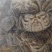 本地野生蟹苗保质保量母多