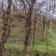 皂角树13年苗5--9公分自家种植500棵左右