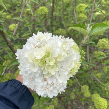 中华木绣球斗球