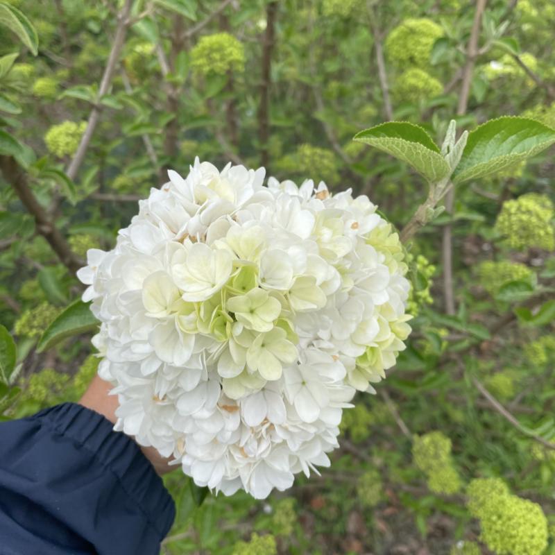 中华木绣球斗球