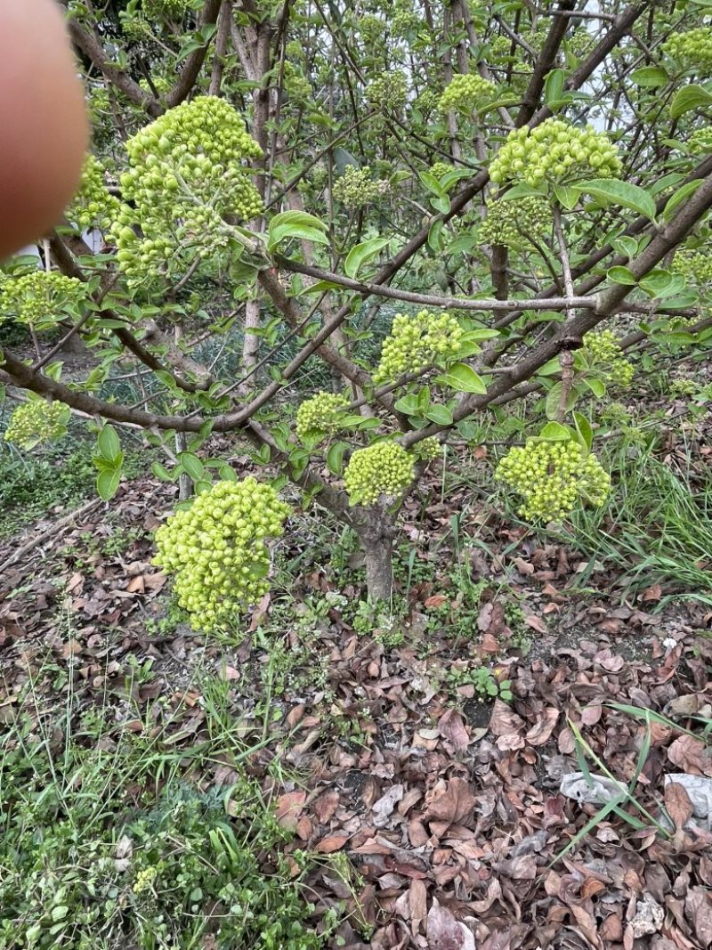 中华木绣球斗球