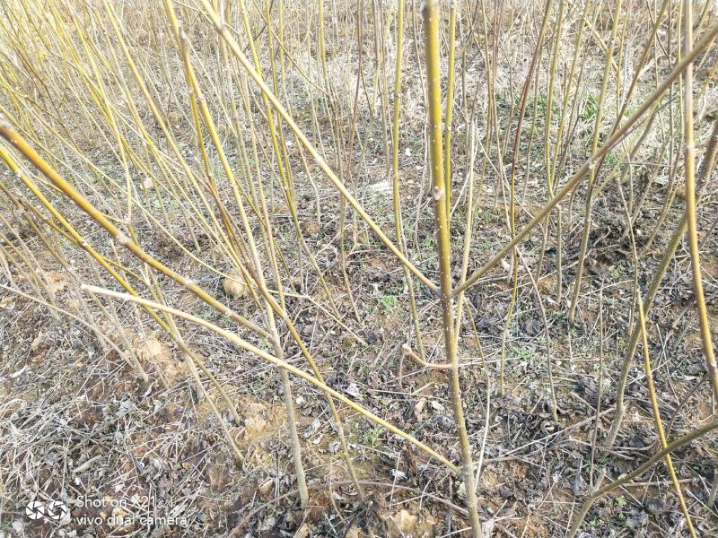 江西中花吴茱萸苗及枝条