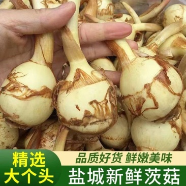 慈菇\茨菇苗\荸荠苗\代收代发(全国电商一件代发)