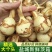 慈菇\茨菇苗\荸荠苗\代收代发(全国电商一件代发)