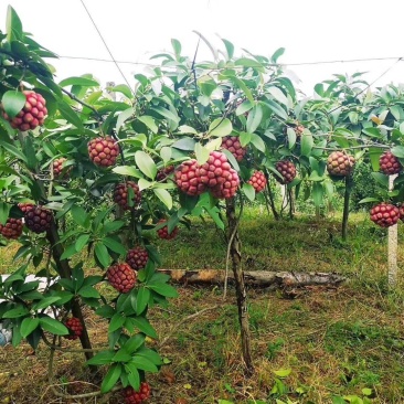 黑老虎苗果苗树苗布福娜果苗爬藤酒饭团南北方种植五味子盆栽