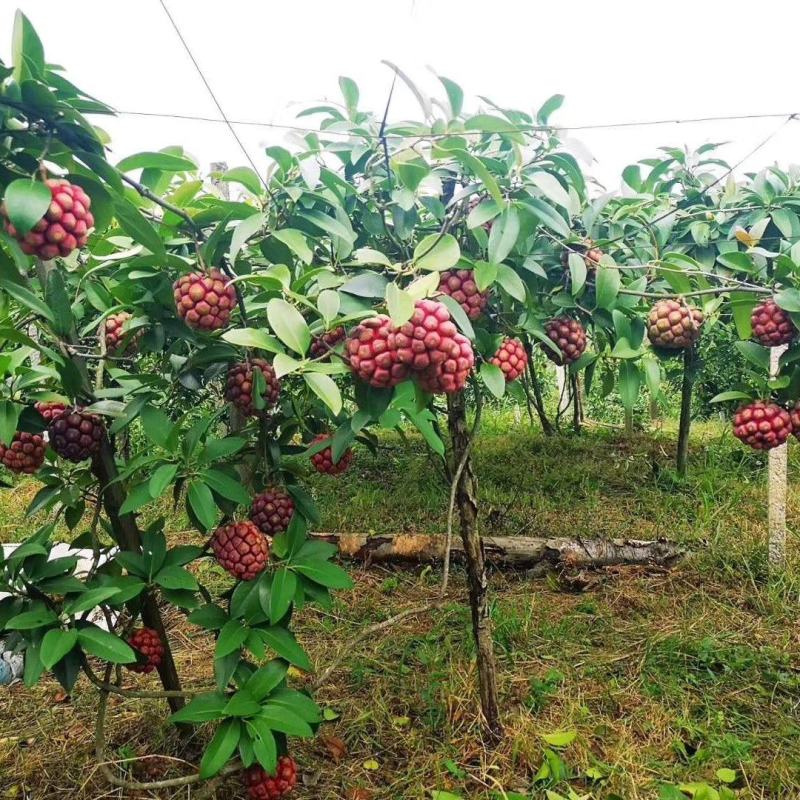 黑老虎苗果苗树苗布福娜果苗爬藤酒饭团南北方种植五味子盆栽