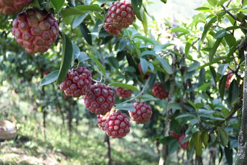 黑老虎苗果苗树苗布福娜果苗爬藤酒饭团南北方种植五味子盆栽