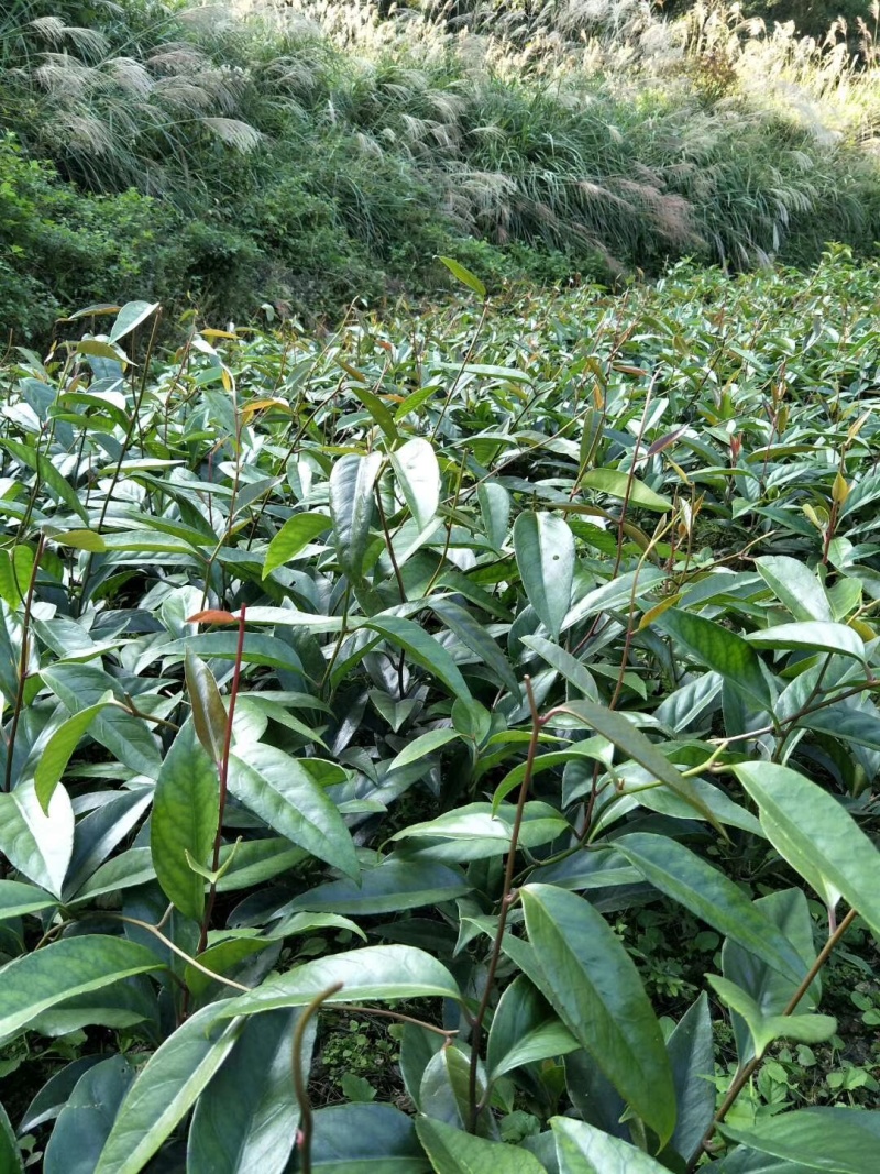 黑老虎苗果苗树苗布福娜果苗爬藤酒饭团南北方种植五味子盆栽