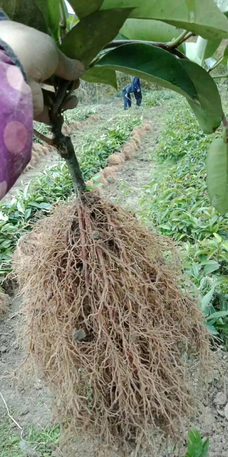 黑老虎苗果苗树苗布福娜果苗爬藤酒饭团南北方种植五味子盆栽