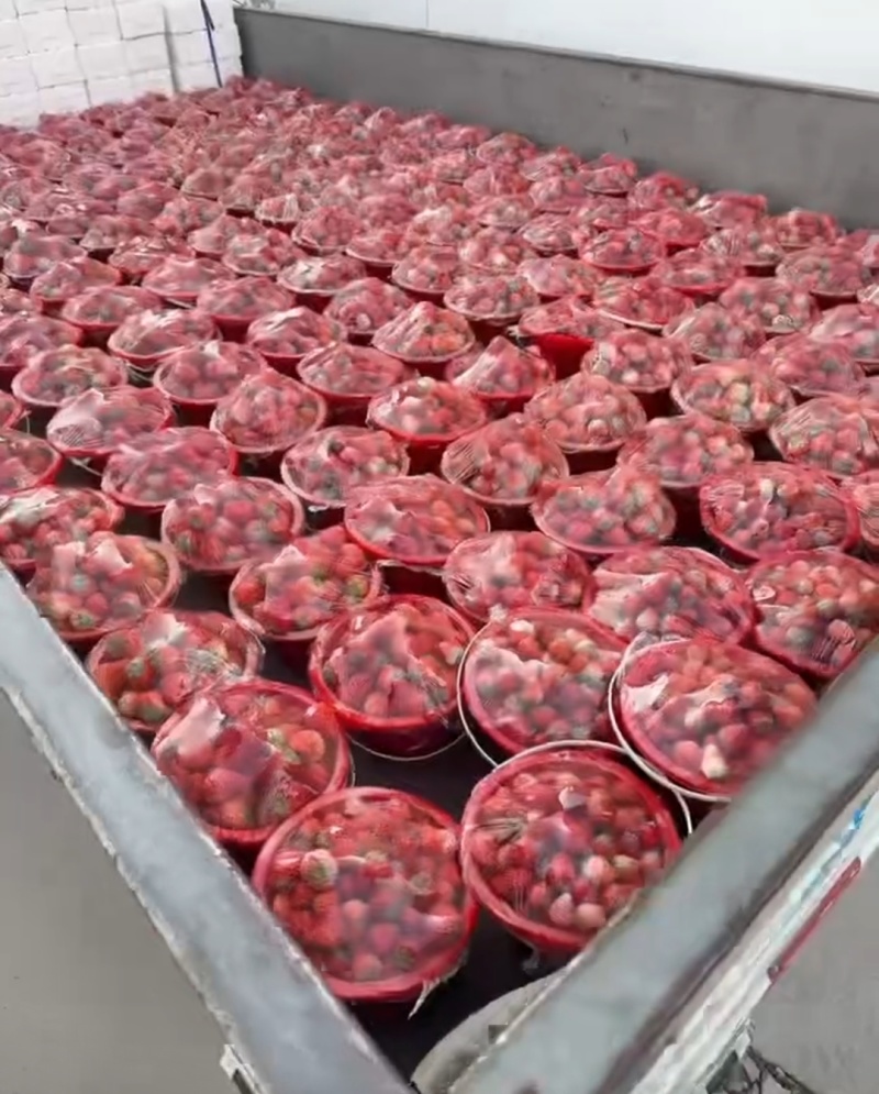 热销红颜久久草莓产地直供，可视频看货，量大价优
