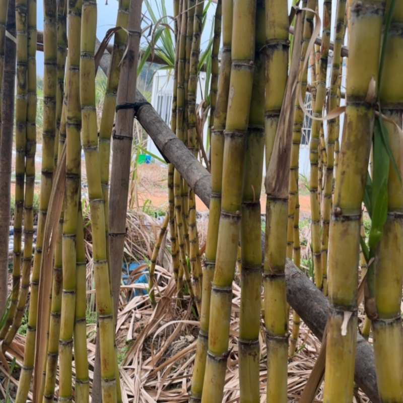 电商通货黄皮甘蔗，品质佳，电商**！自己也在做多多买菜。